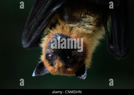 Gros plan sur un Liyle Flying Fox Pteropus scapulatus connu sous le nom de chauve-souris aux fruits penchant à l'envers Banque D'Images