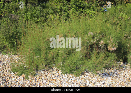 Tamaris (Tamarix gallica) espèces introduites, de l'habitude, à bord de plage, Bembridge, île de Wight, Angleterre, juin Banque D'Images