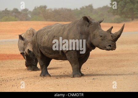 Deux au rhinocéros Safari de Ramat Gan, officiellement connu sous le nom de Centre zoologique de Tel Aviv Ramat Gan en Israël Banque D'Images