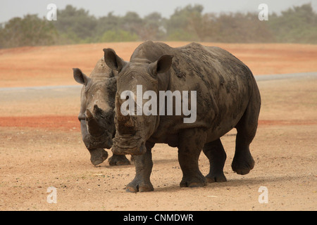 Deux au rhinocéros Safari de Ramat Gan, officiellement connu sous le nom de Centre zoologique de Tel Aviv Ramat Gan en Israël Banque D'Images