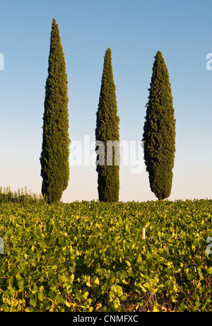 Paysage avec trois plats typiquement méditerranéens de cyprès (Cupressus sempervirens ou Crayon pin), la Toscane (Toscana, Italie) Banque D'Images