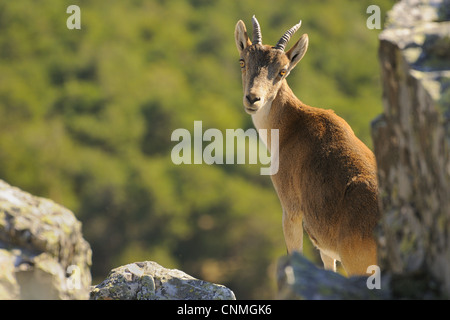 Western Spanish Ibex Capra pyrenaica victoriae adulte de sexe féminin à la date de l'épaule au milieu des rochers Peña de Francia Parque Banque D'Images