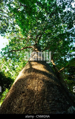 Arbre Baobab Banque D'Images