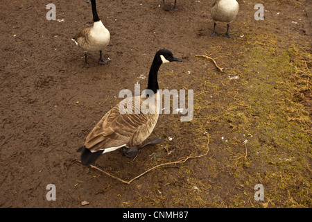 La bernache du Canada Branta canadensis au début du printemps à Roath Park, Cardiff, Pays de Galles, Royaume-Uni. Banque D'Images