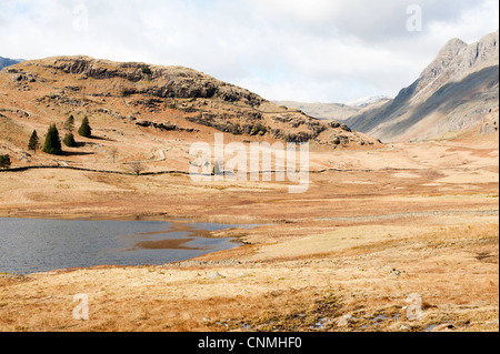 Blea Tarn avec vue vers la vallée de Langdale Pikes et Parc National de Lake District Cumbria England Royaume-Uni UK Banque D'Images