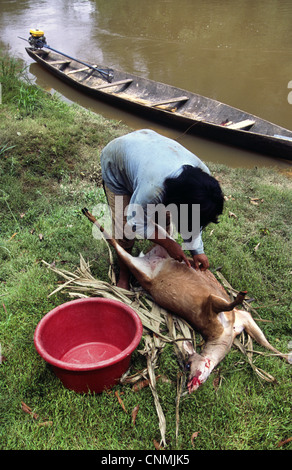 Femme de l'écorcher le cerf. Amazon River, Province de Loreto, Pérou Banque D'Images