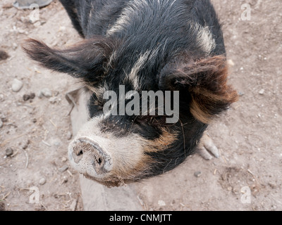 Close up d'un noir, brun et blanc cochon dans une ferme au Royaume-Uni Banque D'Images