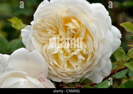 Crocus rose (English rose par David Austin, 2000). Banque D'Images