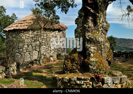 Portugal : plus de mille an Oak tree et reconstruit de la maison Celt-Iberian Citania de Briteiros de personnes Banque D'Images