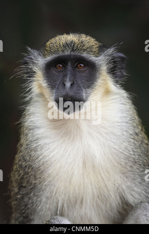 Callithrix Monkey (Cercopithecus sabaeus) adulte, close-up de tête, Gambie, janvier Banque D'Images