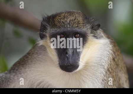 Callithrix Monkey (Cercopithecus sabaeus) adulte, close-up de tête, Gambie, janvier Banque D'Images