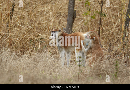 Patas Monkey (Eythrocebus patas) mâle adulte, d'être toilettés par femelle adulte, près de Toubacouta, Sénégal, janvier Banque D'Images