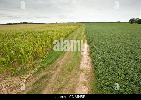 Champ de maïs et de soya plantes avec chemin de terre entre les deux champs Banque D'Images