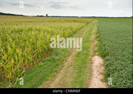 Champ de maïs et de soya plantes avec chemin de terre entre les deux champs Banque D'Images