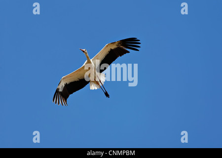 Cigogne Blanche (Ciconia ciconia) en vol, Kruger National Park, Afrique du Sud Banque D'Images