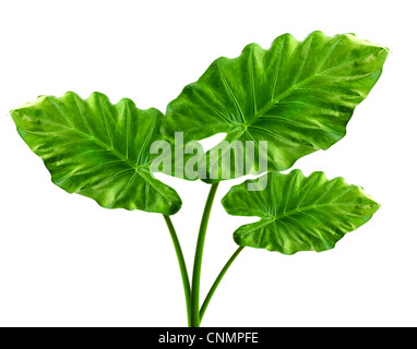 Trois feuilles d'usine taro géant aussi appelé:Alocasia machrorhiza,Dieffenbachia (Muet), canne, oreilles d'éléphant Cunjevoi isolé sur blanc Banque D'Images