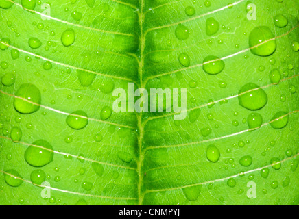 Goutte d'eau sur une feuille verte après la pluie Banque D'Images