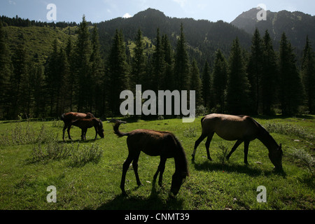 Les juments et les poulains des pâturages dans la vallée de la rivière Karakol dans Terskey Ala-Too en montagne, Tian Shan au Kirghizistan. Banque D'Images