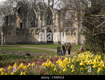 Ruines de l'abbaye de St Marys et jonquilles au printemps Museum Gardens York North Yorkshire Angleterre Royaume-Uni GB Grande-Bretagne Banque D'Images