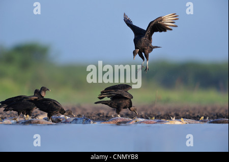 Urubu noir (Coragyps atratus), les adultes sur l'alimentation des poissons morts, Dinero, Lake Corpus Christi, Texas, États-Unis Du Sud Banque D'Images