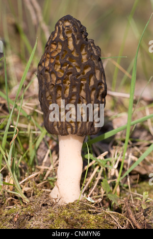 Un morel la culture des champignons dans la forêt Banque D'Images