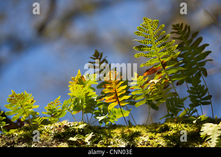 Le polypode commun Polypodium vulgare ; ; dans la lumière du soleil ; UK Banque D'Images