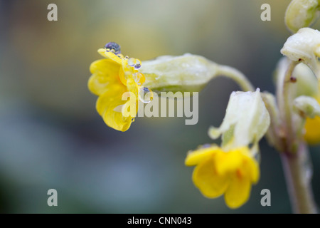 Primula veris Cowslips ; ; dans la rosée ; printemps ; UK Banque D'Images