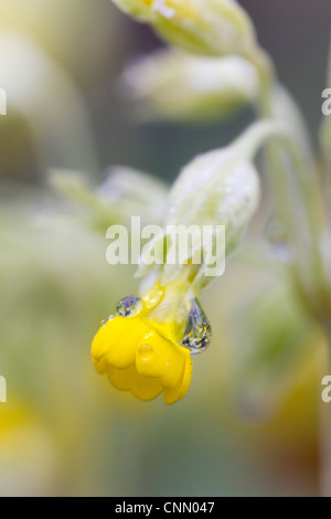 Primula veris Cowslips ; ; dans la rosée ; printemps ; UK Banque D'Images