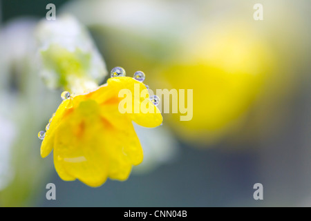 Primula veris Cowslips ; ; dans la rosée ; printemps ; UK Banque D'Images