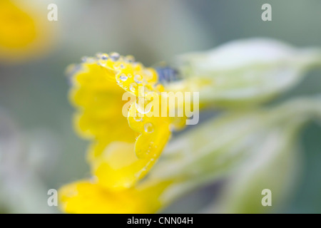 Primula veris Cowslips ; ; dans la rosée ; printemps ; UK Banque D'Images