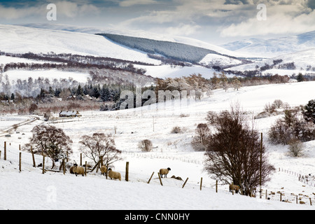 Offres et demandes de Glenlivet, Ecosse, Royaume-Uni ; Cairngorms Banque D'Images