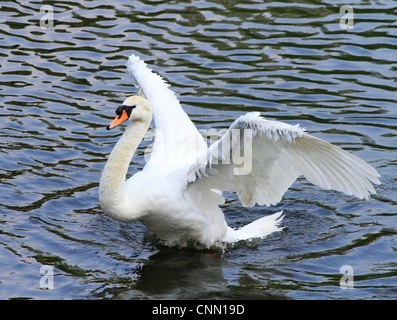 Mute Swan (Cygnus olor ) sur la rivière Severn, Bewdley, Worcestershire, Angleterre, Europe Banque D'Images