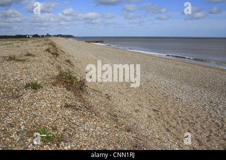 La végétation côtière, bardeaux tempête relique beach Ridge et de la plage de l'habitat, Le Havre, Aldeburgh, Suffolk, Angleterre, février Banque D'Images