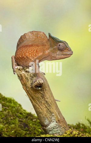 Cormoran à Chameleon (Trioceros cristatus) mâle adulte, comité permanent sur l'Afrique de l'Ouest, direction générale (captive) Banque D'Images