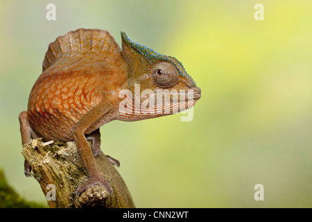 Cormoran à Chameleon (Trioceros cristatus) mâle adulte, comité permanent sur l'Afrique de l'Ouest, direction générale (captive) Banque D'Images