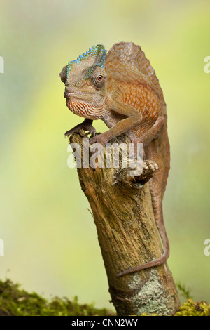 Cormoran à Chameleon (Trioceros cristatus) mâle adulte, comité permanent sur l'Afrique de l'Ouest, direction générale (captive) Banque D'Images