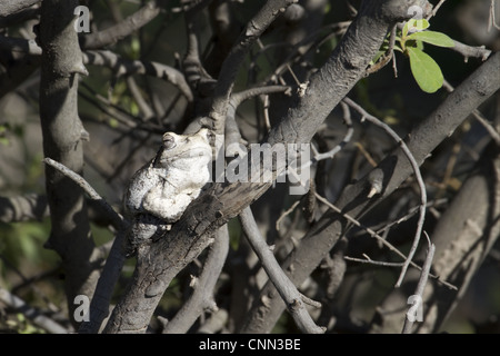 Mousse sud-nest Chiromantis xerampelina Treefrog (adultes), Sitting on tree branch, Savute, N.P., Botswana Chobe Banque D'Images