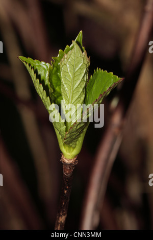 L'Hydrangea Leaf Bud Banque D'Images