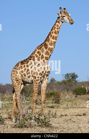 Girafe, de la faune, de l'Afrique, Botsuana, Giraffa camelopardalis Banque D'Images