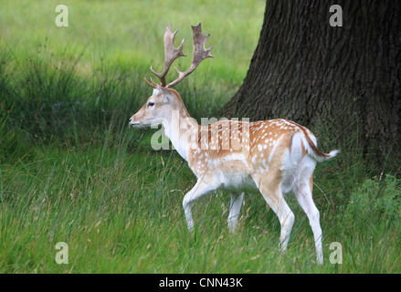 Des profils (Dama dama) stag dans une clairière en Angleterre. Banque D'Images