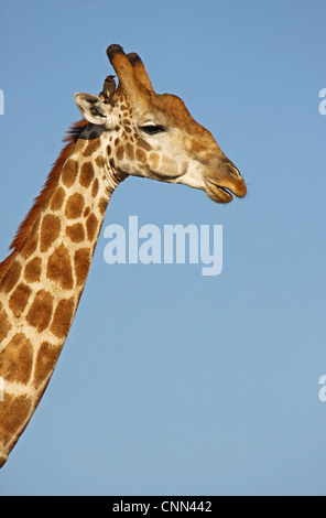 Girafe, de la faune, de l'Afrique, Botsuana, Giraffa camelopardalis Banque D'Images