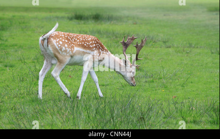 Daims adultes cerf broutant dans les prairies ouvertes en Angleterre. Banque D'Images