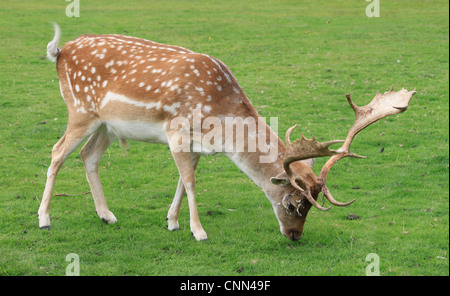 Des profils (Dama dama) cerf broutant dans les prairies ouvertes en Angleterre. Banque D'Images