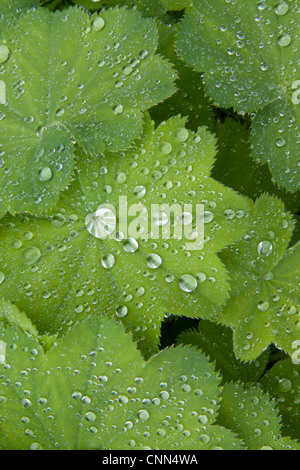 Gouttes de pluie sur l'alchémille (Alchemilla mollis) feuilles. Banque D'Images