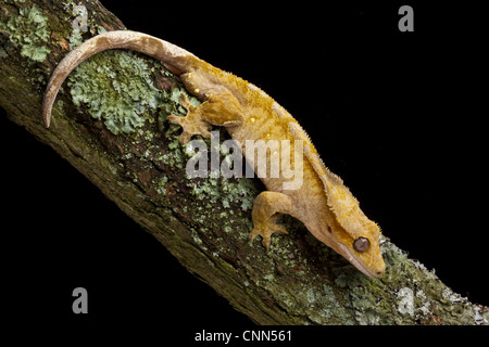 New Caledonian Crested Gecko (Rhacodactylus ciliatus) adulte, reposant sur branche, Nouvelle Calédonie Banque D'Images