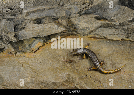 Strinati's Cave Salamander (Speleomantes strinatii), les jeunes se nourrissent de moustiques grotte dans la grotte, Italie, juin Banque D'Images