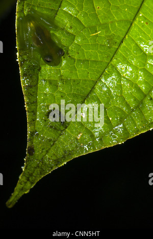 Santa Cecilia Cochran midas Cochranella grenouille mâle adulte accroché leaf après de fortes sécheresses Los Amigos Station Biologique Madre Banque D'Images