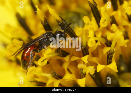 Cuckoo Bee (geoffrellus Sphecodes) femelle adulte, se nourrissant de tournesol (Helianthus sp.) fleur en jardin, Powys, Pays de Galles, août Banque D'Images