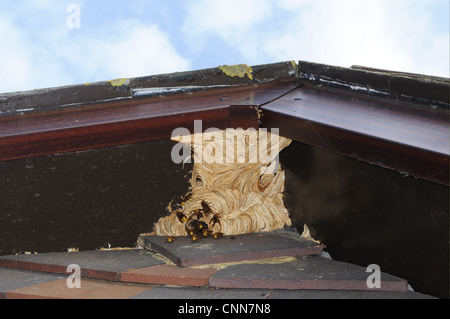 Frelon européen (Vespa crabro) nid, en résidence eaves, Oxfordshire, Angleterre, septembre Banque D'Images