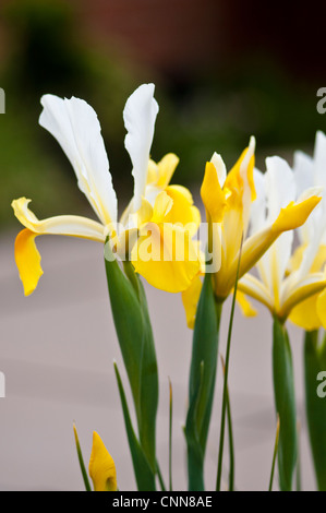 IRIS HOLLANDICA APOLLO Banque D'Images